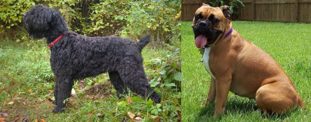 Valley Bulldog vs Black Russian Terrier - Breed Comparison