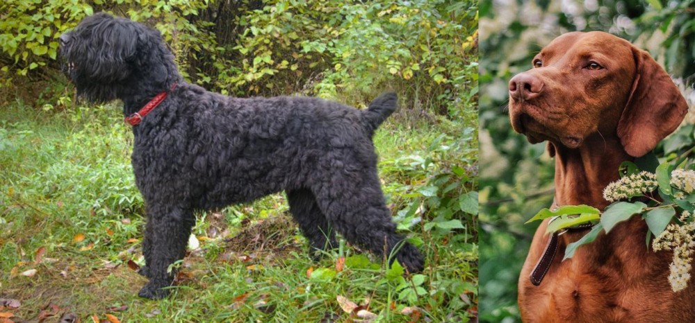 Vizsla vs Black Russian Terrier - Breed Comparison