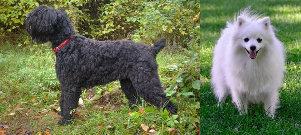 Volpino Italiano vs Black Russian Terrier - Breed Comparison