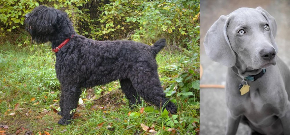 Weimaraner vs Black Russian Terrier - Breed Comparison