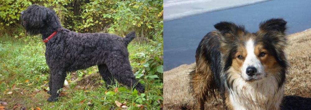 Welsh Sheepdog vs Black Russian Terrier - Breed Comparison