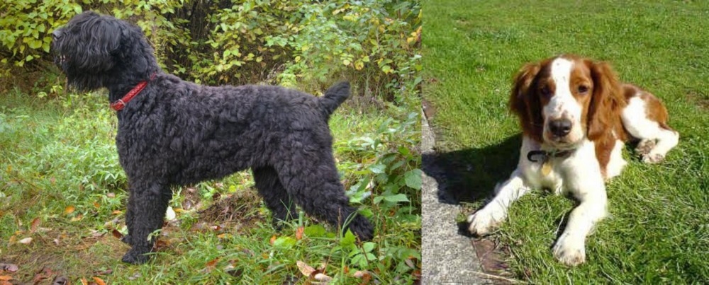 Welsh Springer Spaniel vs Black Russian Terrier - Breed Comparison