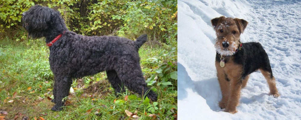 Welsh Terrier vs Black Russian Terrier - Breed Comparison