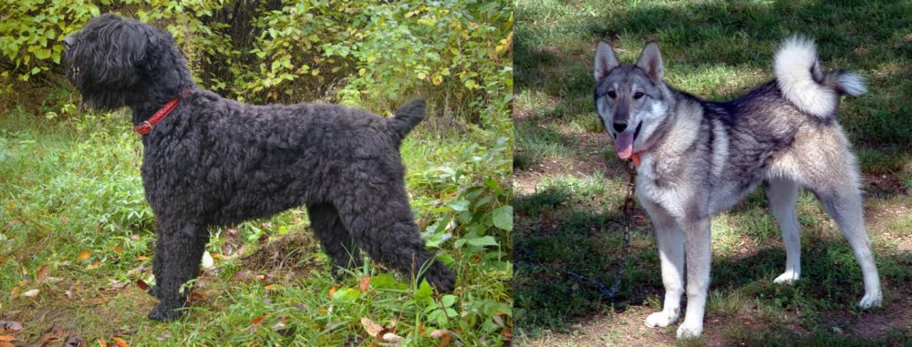 West Siberian Laika vs Black Russian Terrier - Breed Comparison