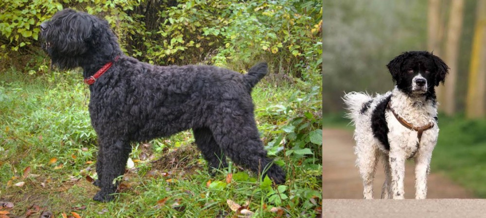 Wetterhoun vs Black Russian Terrier - Breed Comparison