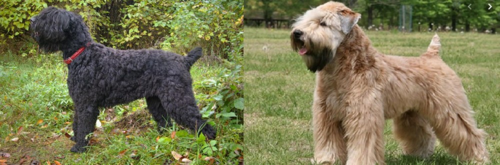 Wheaten Terrier vs Black Russian Terrier - Breed Comparison