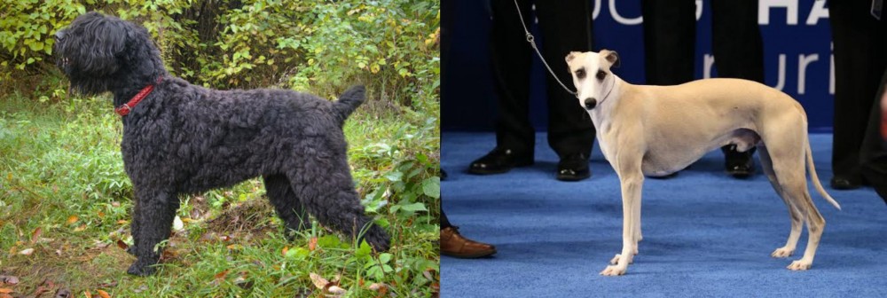 Whippet vs Black Russian Terrier - Breed Comparison