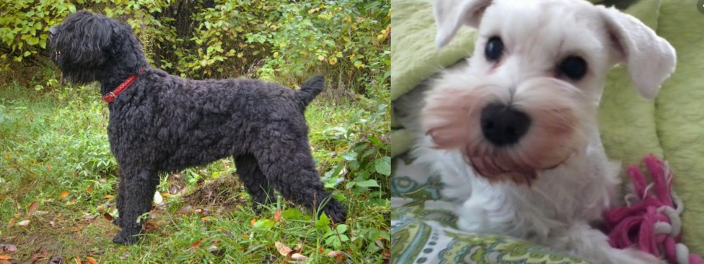 White Schnauzer vs Black Russian Terrier - Breed Comparison