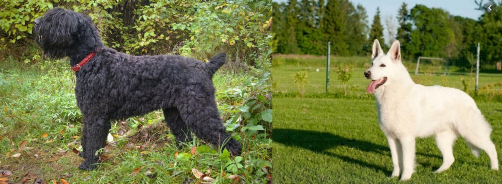 White Shepherd vs Black Russian Terrier - Breed Comparison