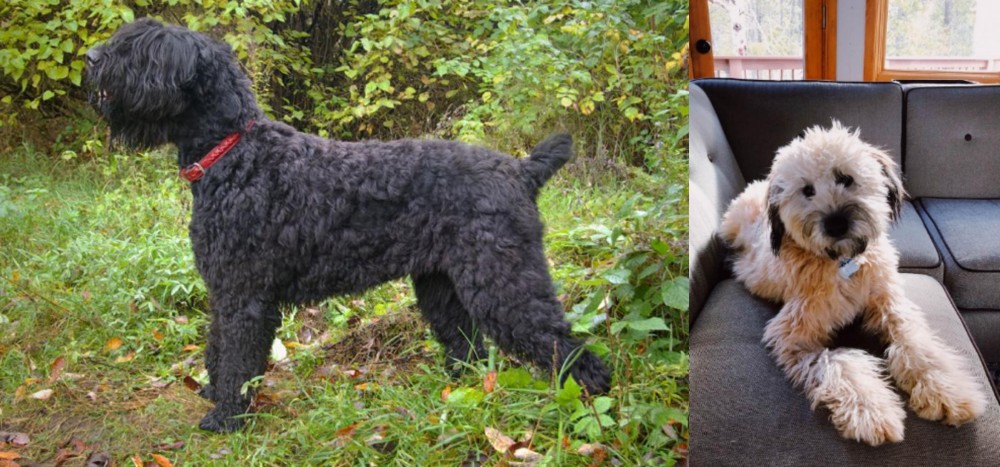 Whoodles vs Black Russian Terrier - Breed Comparison