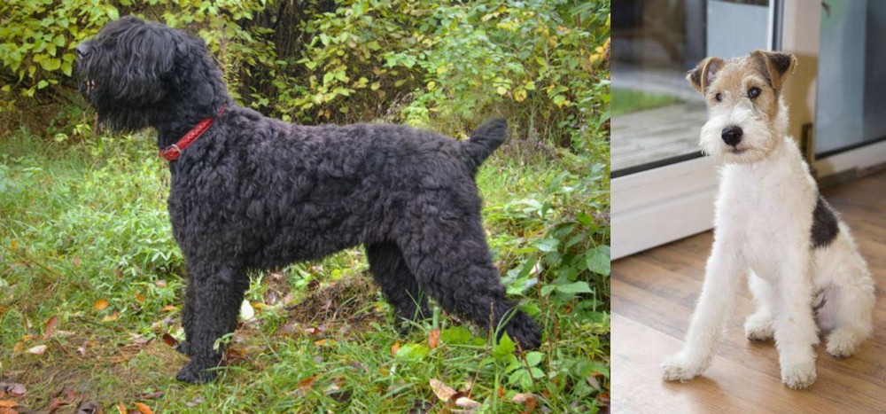 Wire Fox Terrier vs Black Russian Terrier - Breed Comparison