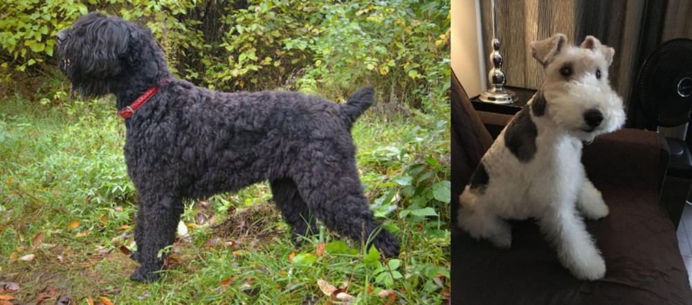 Wire Haired Fox Terrier vs Black Russian Terrier - Breed Comparison