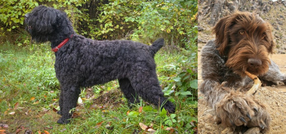 Wirehaired Pointing Griffon vs Black Russian Terrier - Breed Comparison