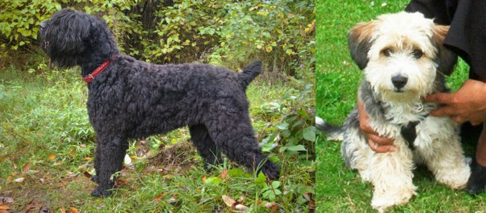Yo-Chon vs Black Russian Terrier - Breed Comparison