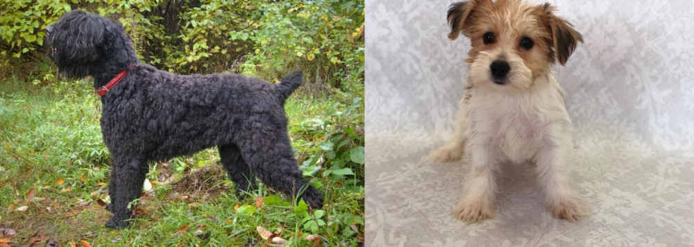 Yochon vs Black Russian Terrier - Breed Comparison