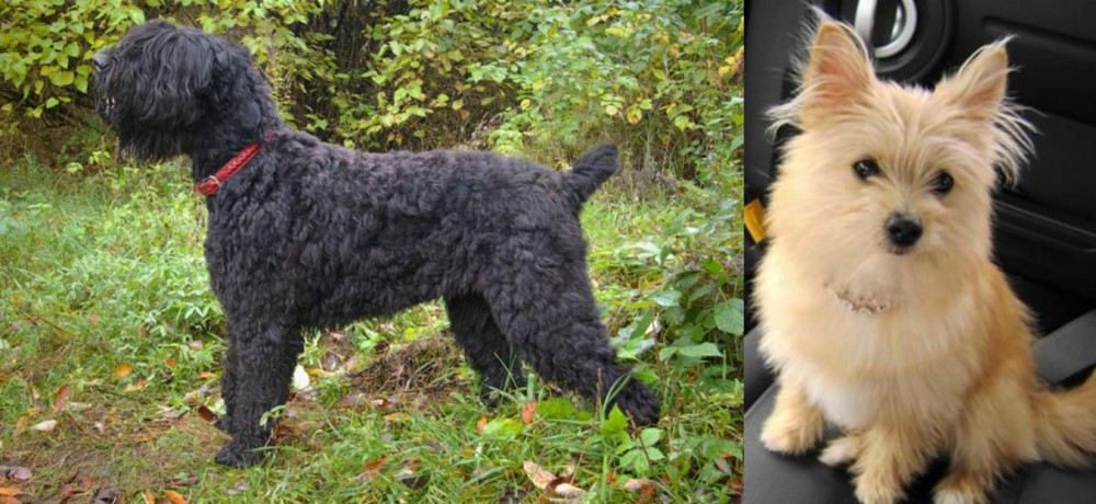 Yoranian vs Black Russian Terrier - Breed Comparison