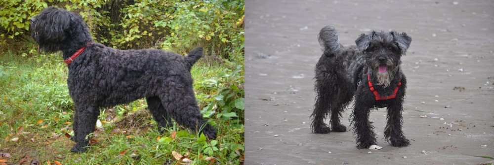 YorkiePoo vs Black Russian Terrier - Breed Comparison
