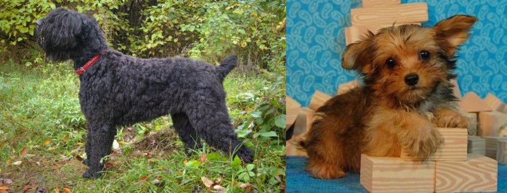 Yorkillon vs Black Russian Terrier - Breed Comparison