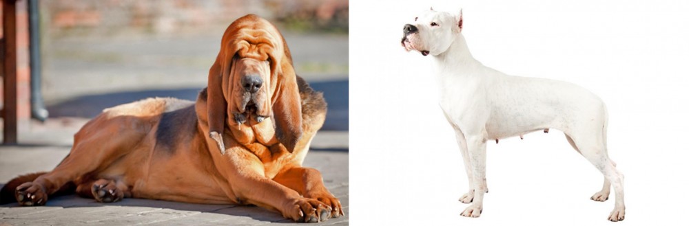 Argentine Dogo vs Bloodhound - Breed Comparison