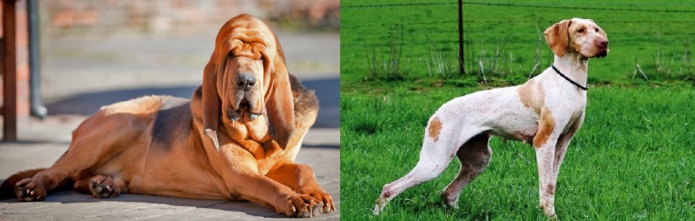 Ariege Pointer vs Bloodhound - Breed Comparison