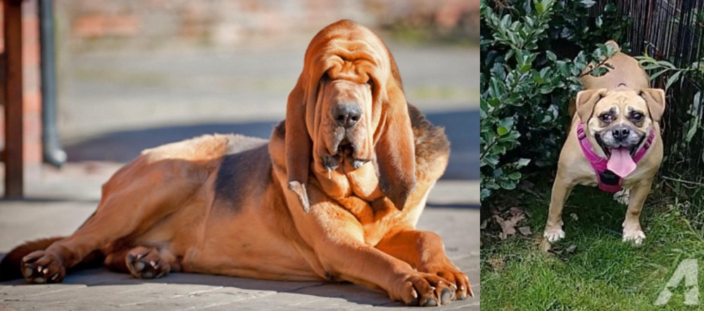 Beabull vs Bloodhound - Breed Comparison