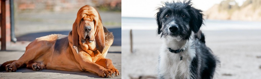 Bordoodle vs Bloodhound - Breed Comparison