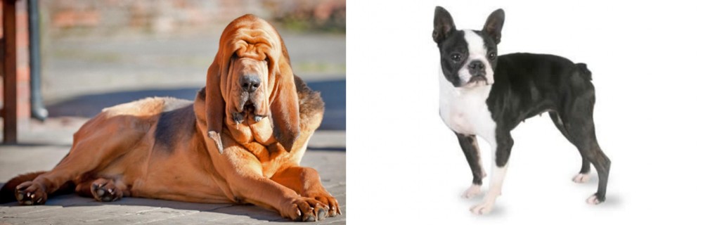 Boston Terrier vs Bloodhound - Breed Comparison
