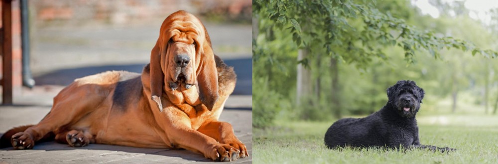 Bouvier des Flandres vs Bloodhound - Breed Comparison