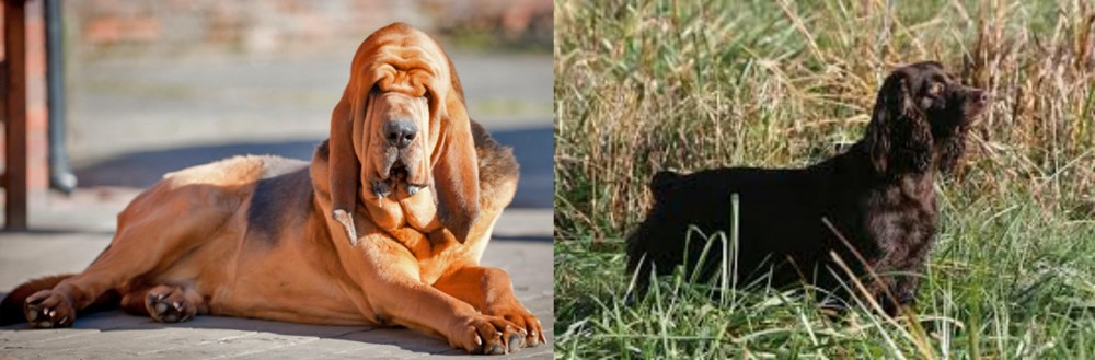 Boykin Spaniel vs Bloodhound - Breed Comparison