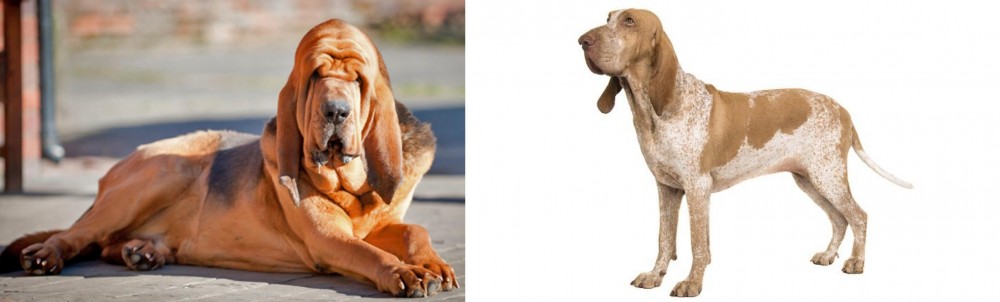 Bracco Italiano vs Bloodhound - Breed Comparison