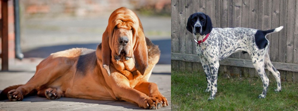 Braque d'Auvergne vs Bloodhound - Breed Comparison