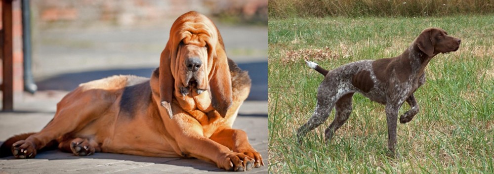 Braque Francais vs Bloodhound - Breed Comparison