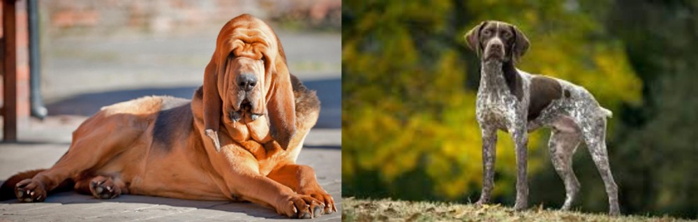 Braque Francais (Gascogne Type) vs Bloodhound - Breed Comparison