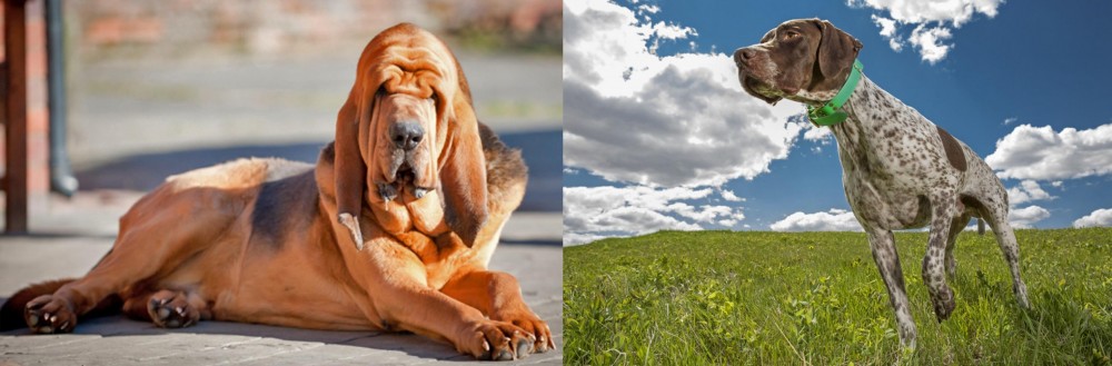 Braque Francais (Pyrenean Type) vs Bloodhound - Breed Comparison