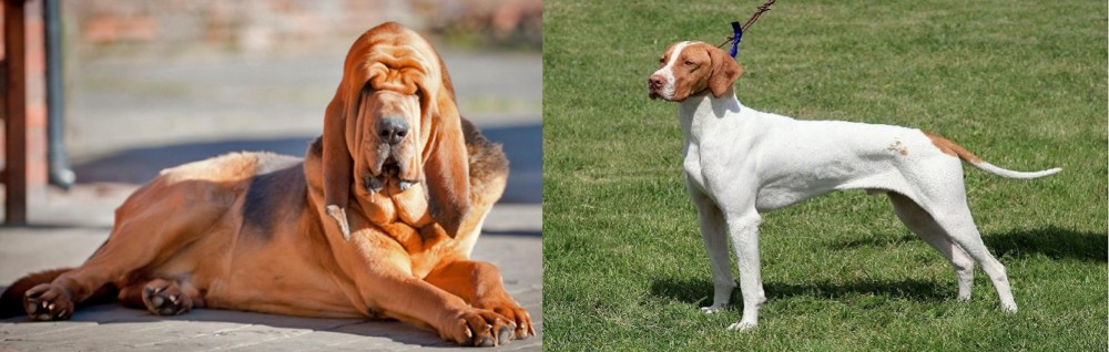 Braque Saint-Germain vs Bloodhound - Breed Comparison