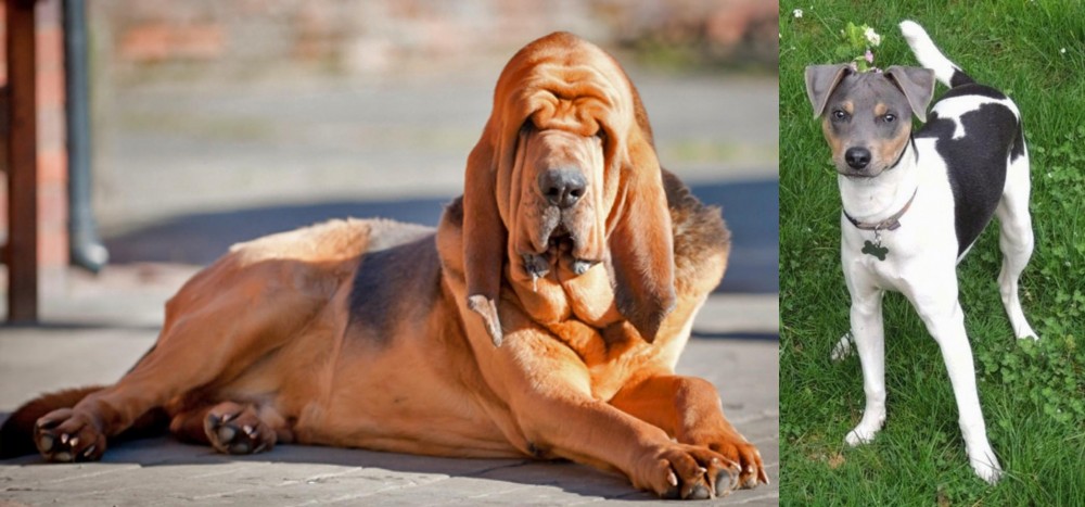 Brazilian Terrier vs Bloodhound - Breed Comparison