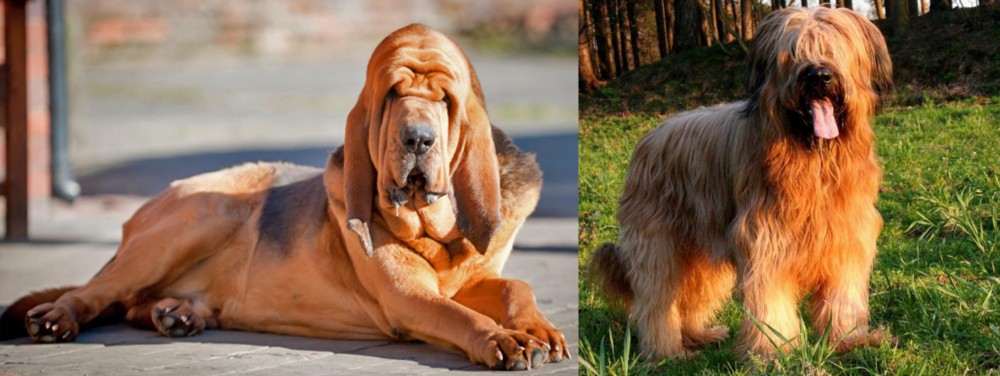 Briard vs Bloodhound - Breed Comparison