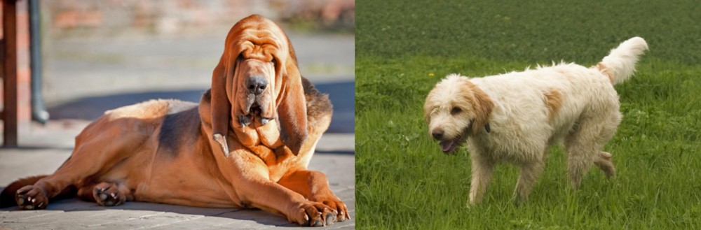 Briquet Griffon Vendeen vs Bloodhound - Breed Comparison