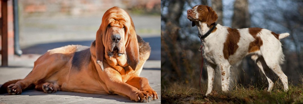 Brittany vs Bloodhound - Breed Comparison