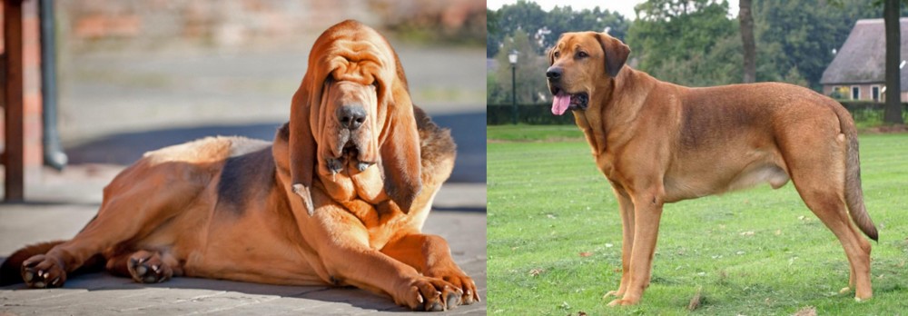 Broholmer vs Bloodhound - Breed Comparison