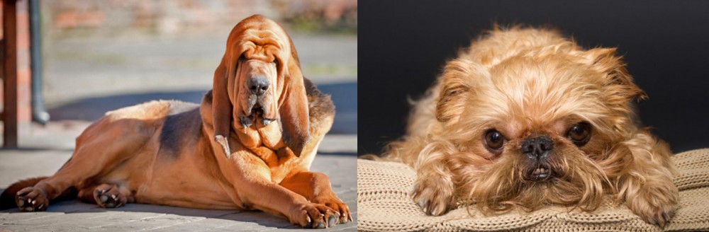 Brug vs Bloodhound - Breed Comparison