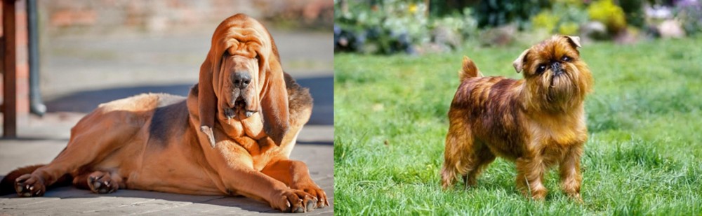 Brussels Griffon vs Bloodhound - Breed Comparison