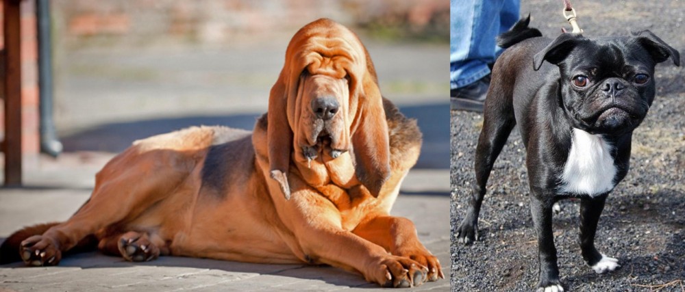 Bugg vs Bloodhound - Breed Comparison
