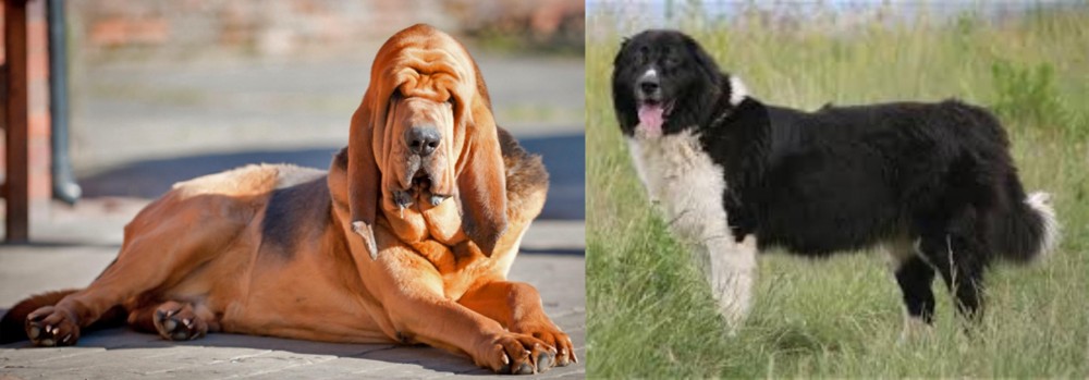 Bulgarian Shepherd vs Bloodhound - Breed Comparison