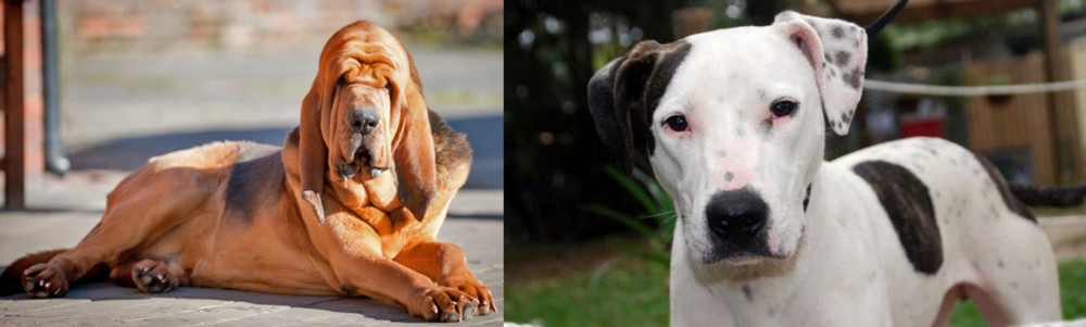Bull Arab vs Bloodhound - Breed Comparison