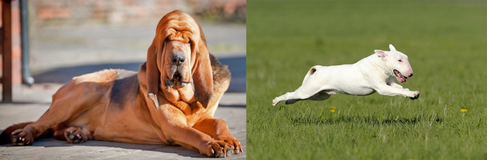 Bull Terrier vs Bloodhound - Breed Comparison
