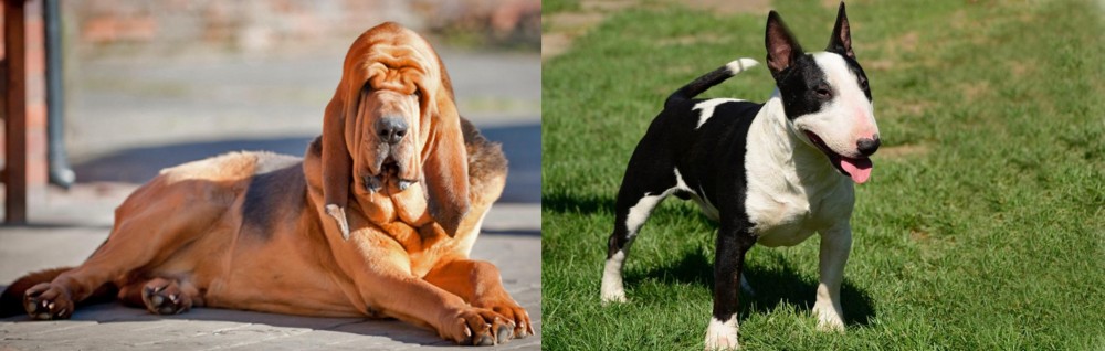 Bull Terrier Miniature vs Bloodhound - Breed Comparison
