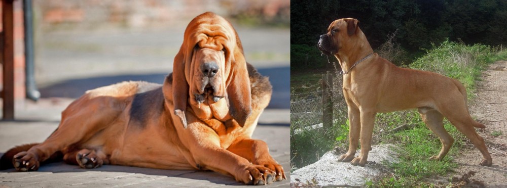 Bullmastiff vs Bloodhound - Breed Comparison