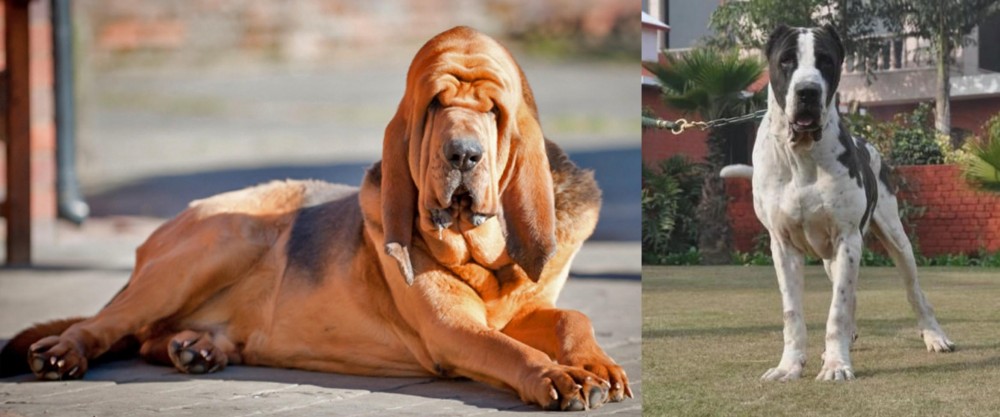 Bully Kutta vs Bloodhound - Breed Comparison