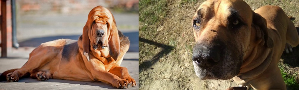 Cabecudo Boiadeiro vs Bloodhound - Breed Comparison